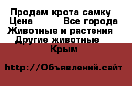 Продам крота самку › Цена ­ 200 - Все города Животные и растения » Другие животные   . Крым